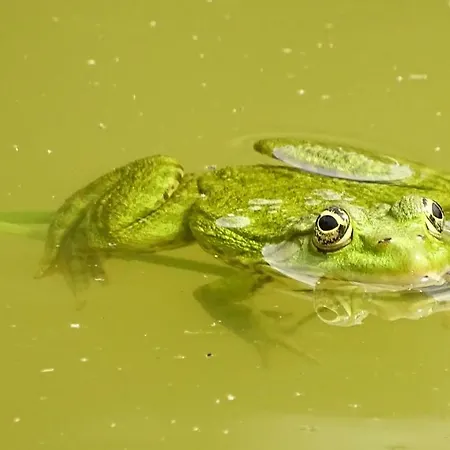 Le Domaine De L'etang * Moncoutant